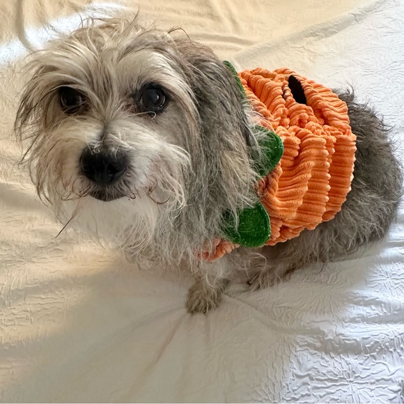 Petco Small Dog Green & Orange Pumpkin Costume - Picture 2 of 8